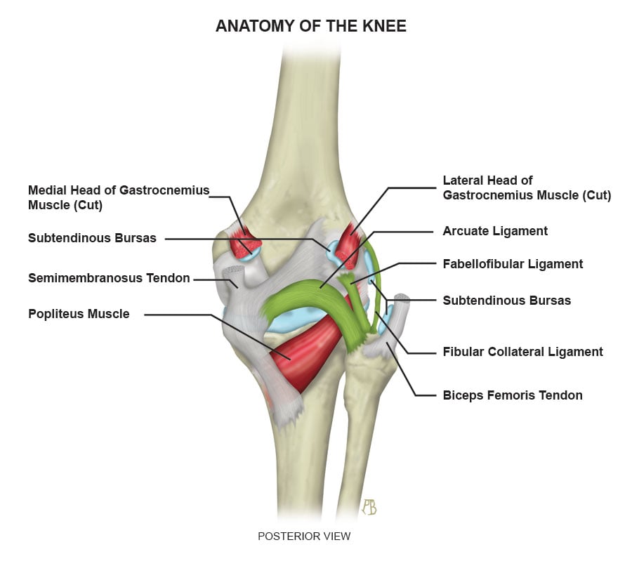 Arcuate Ligament - ProScan Education