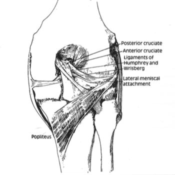 posterior cruciate ligament