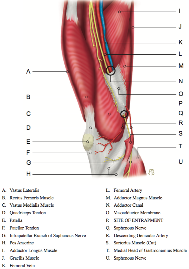 patellar ligament