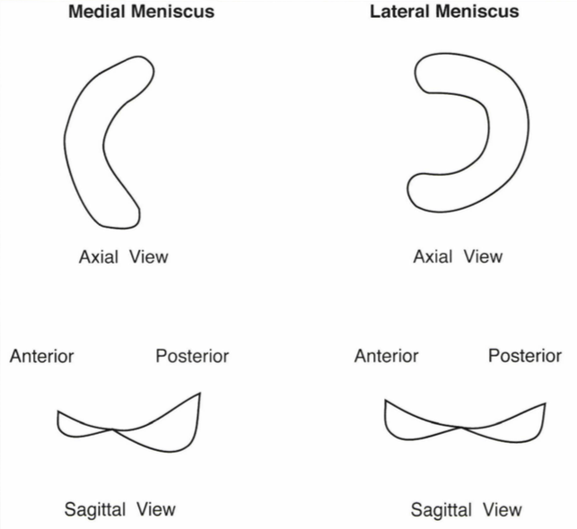 lateral meniscus